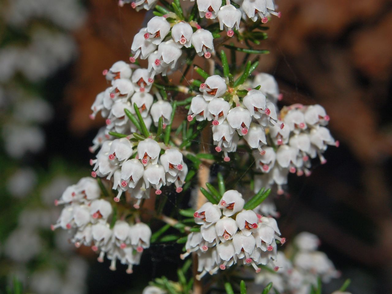 Erica arborea / Erica arborea